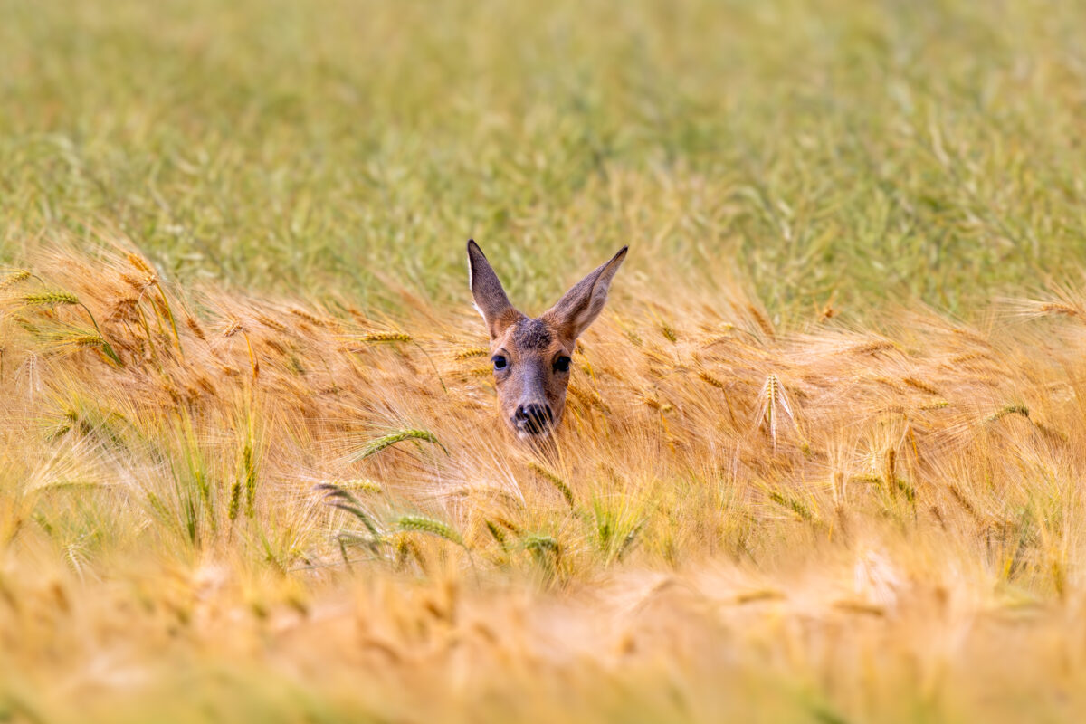 Guckguck - ein Reh im Kornfeld