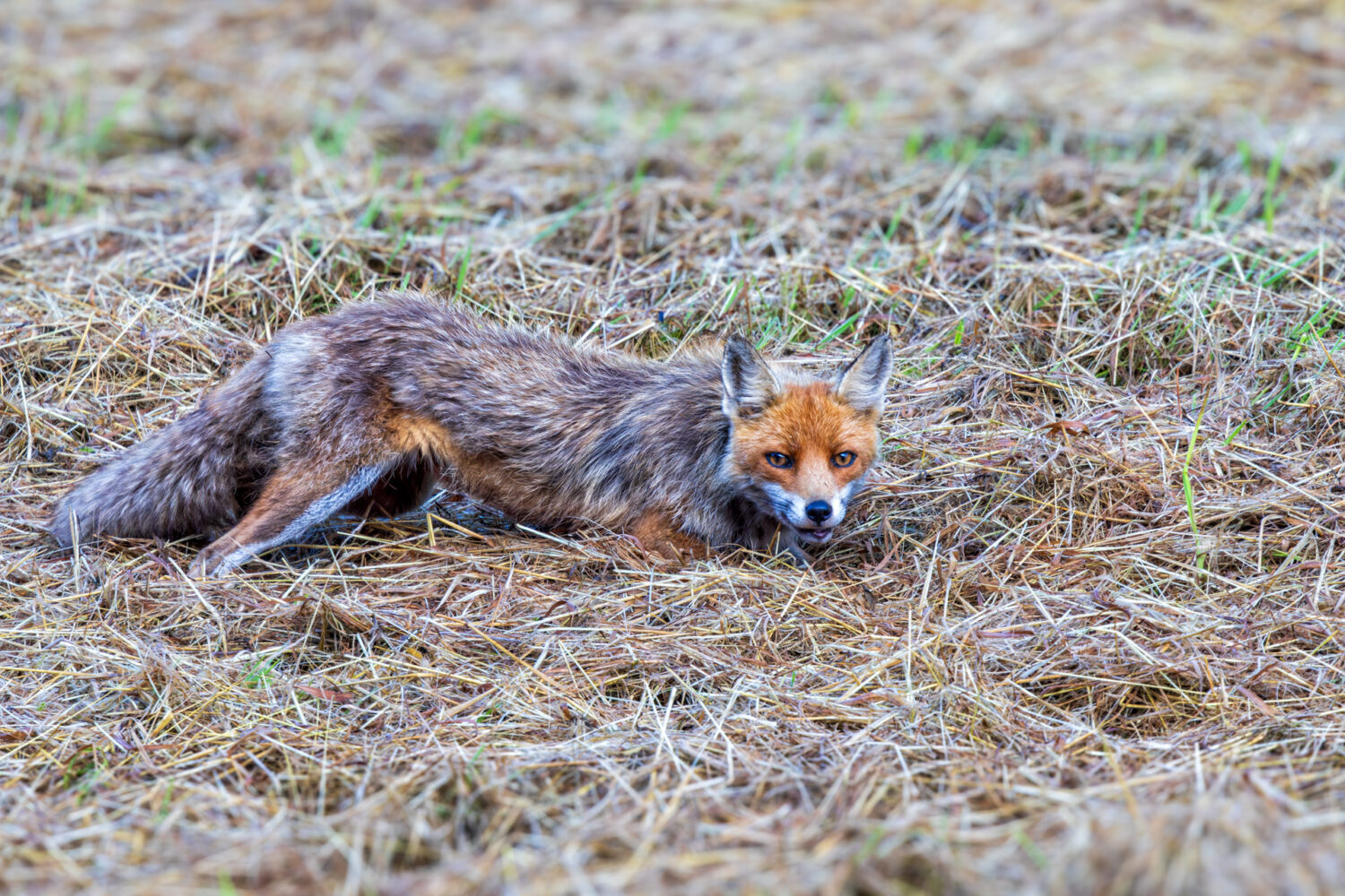 Rotfuchs, der gerade ein Maus verspeist hat