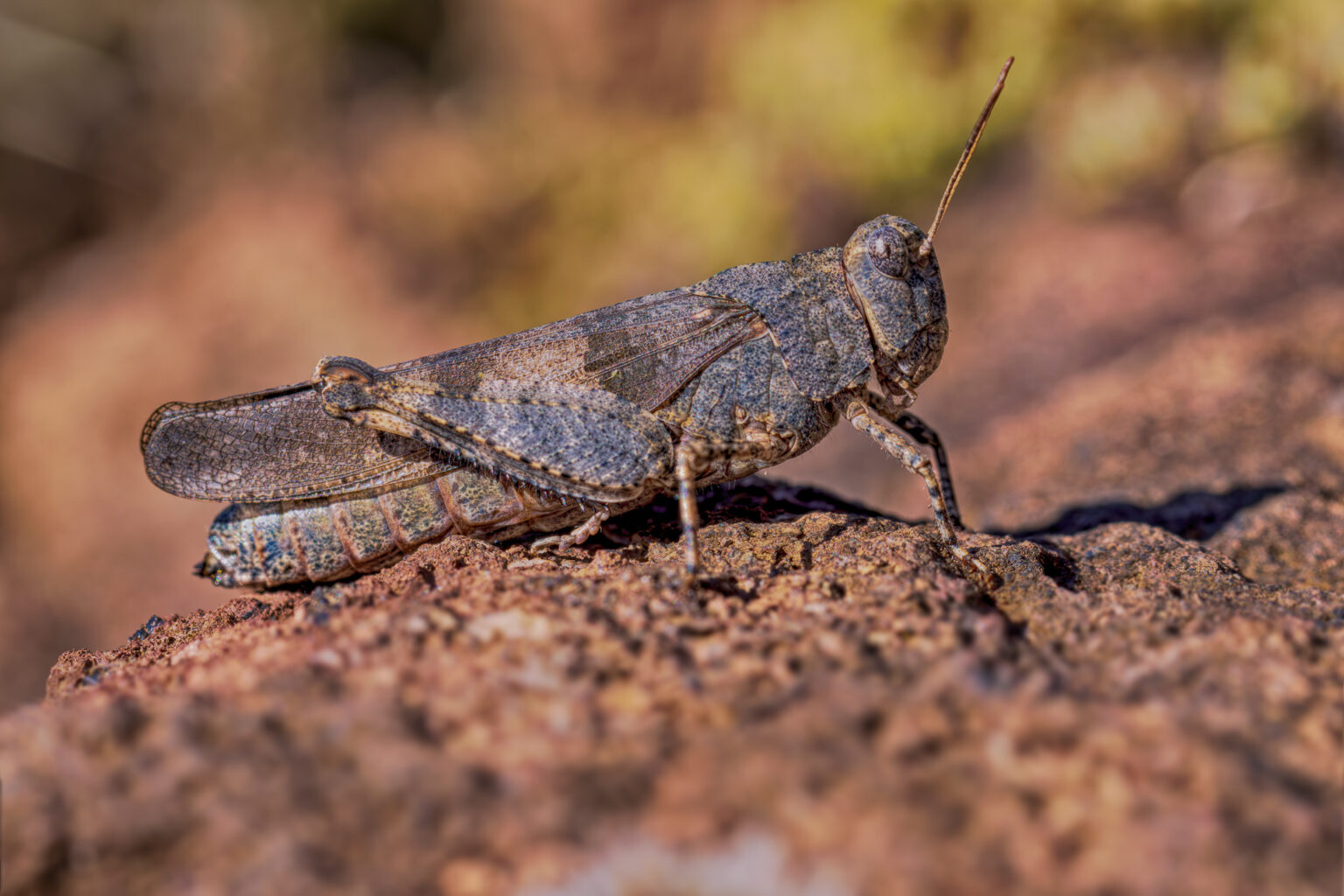 Blauflügelige Ödlandschrecke