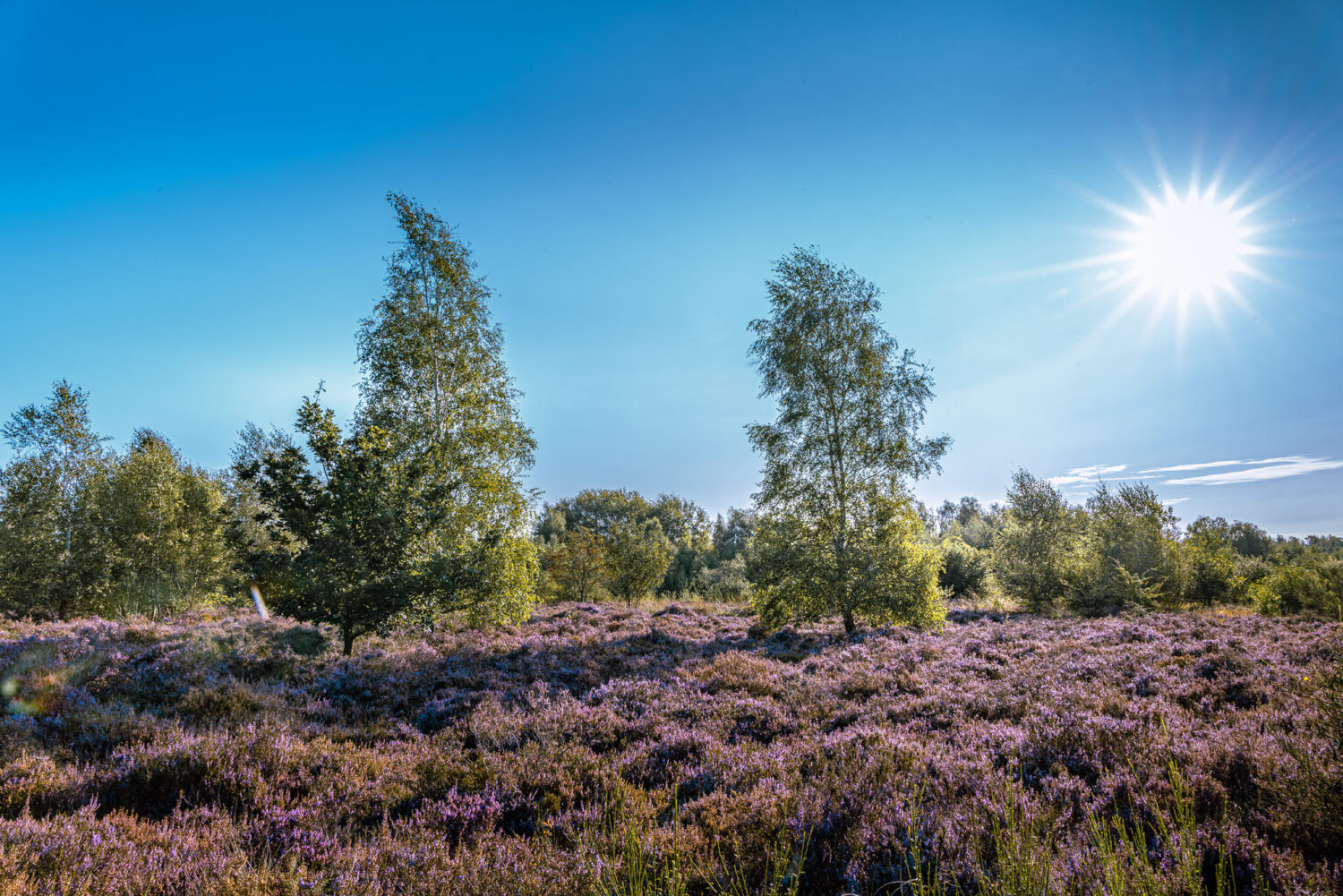 Unterwegs in der Drover Heide