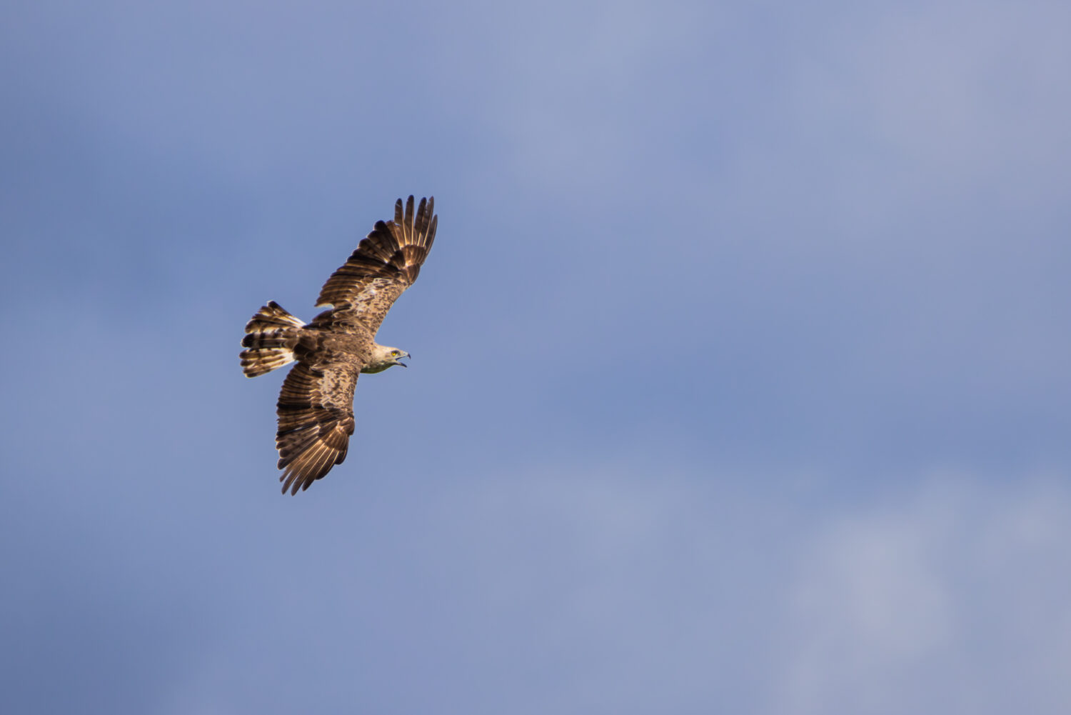 Schlangenadler - ein seltener Durchzieher oder Sommergast in Deutschland