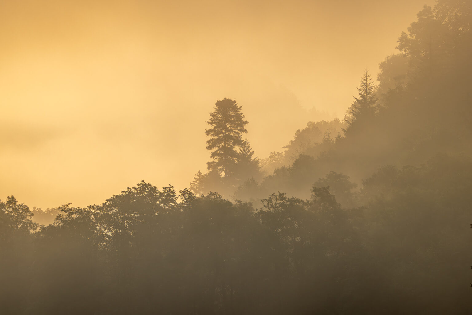 Sonniger Nebelmorgen im Ahrtal