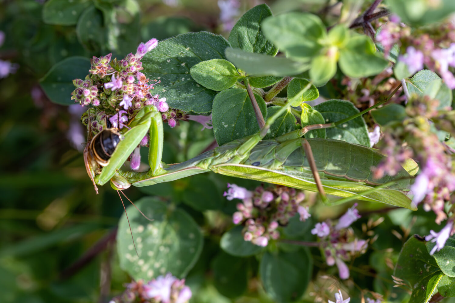 Europäische Gottesanbeterin (Mantis religiosa) - weiblich