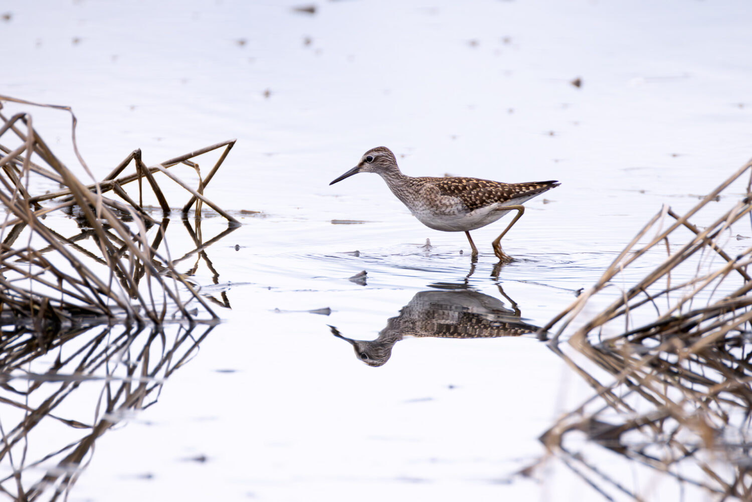 Bruchwasserläufer