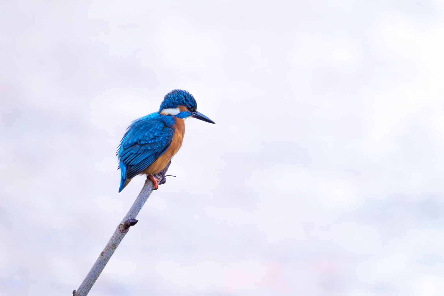 Herr Eisvogel auf seinem Jagdansitz