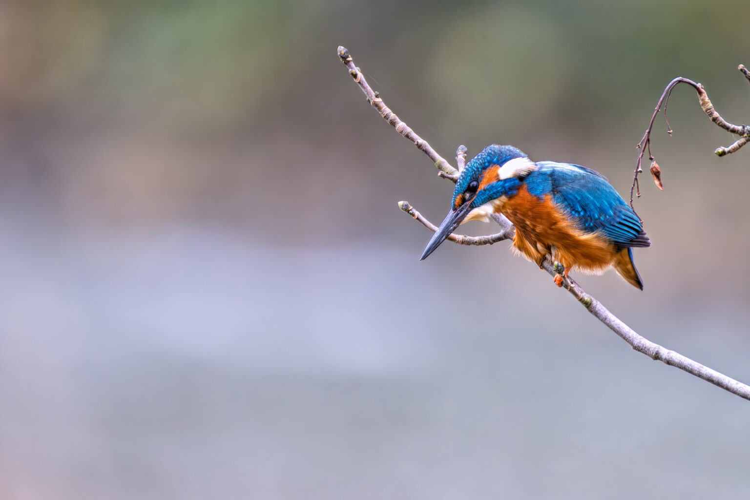 Herr Eisvogel auf seinem Ansitz