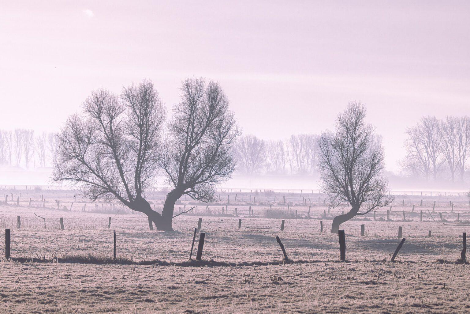 Wintermorgen auf der Bislicher Insel