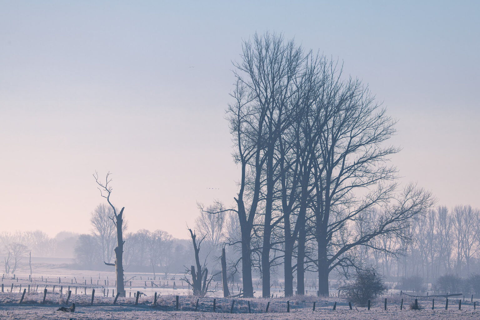 Wintermorgen auf der Bislicher Insel