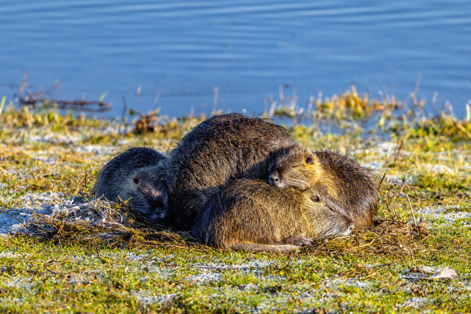 Ein Knäuel aus Nutria