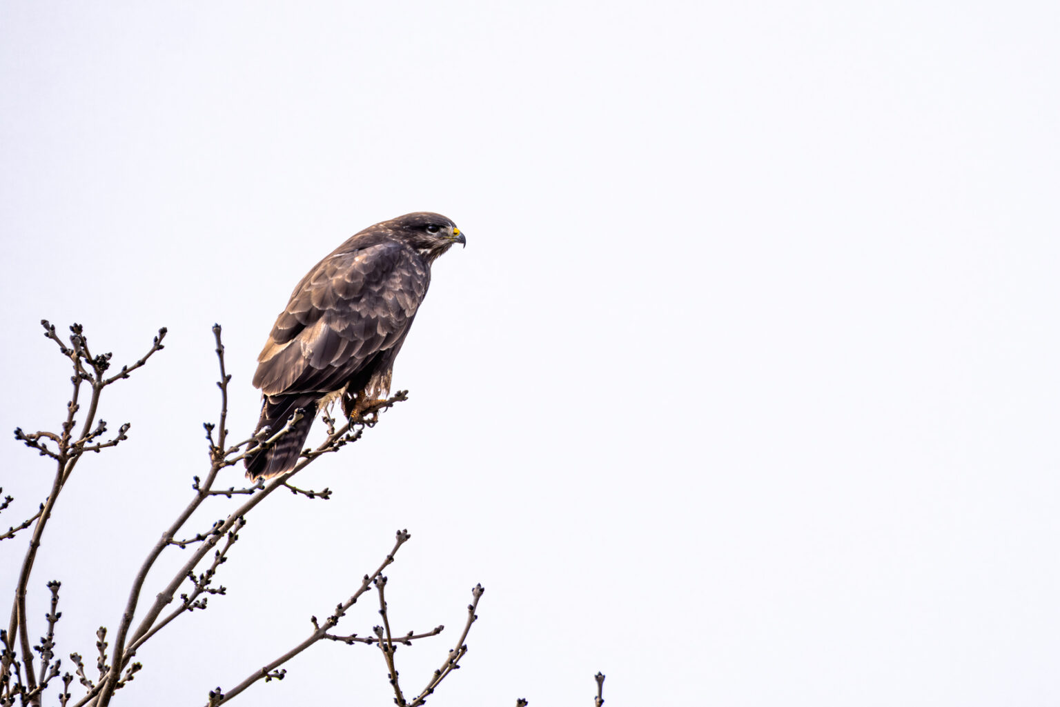 Mäusebussard