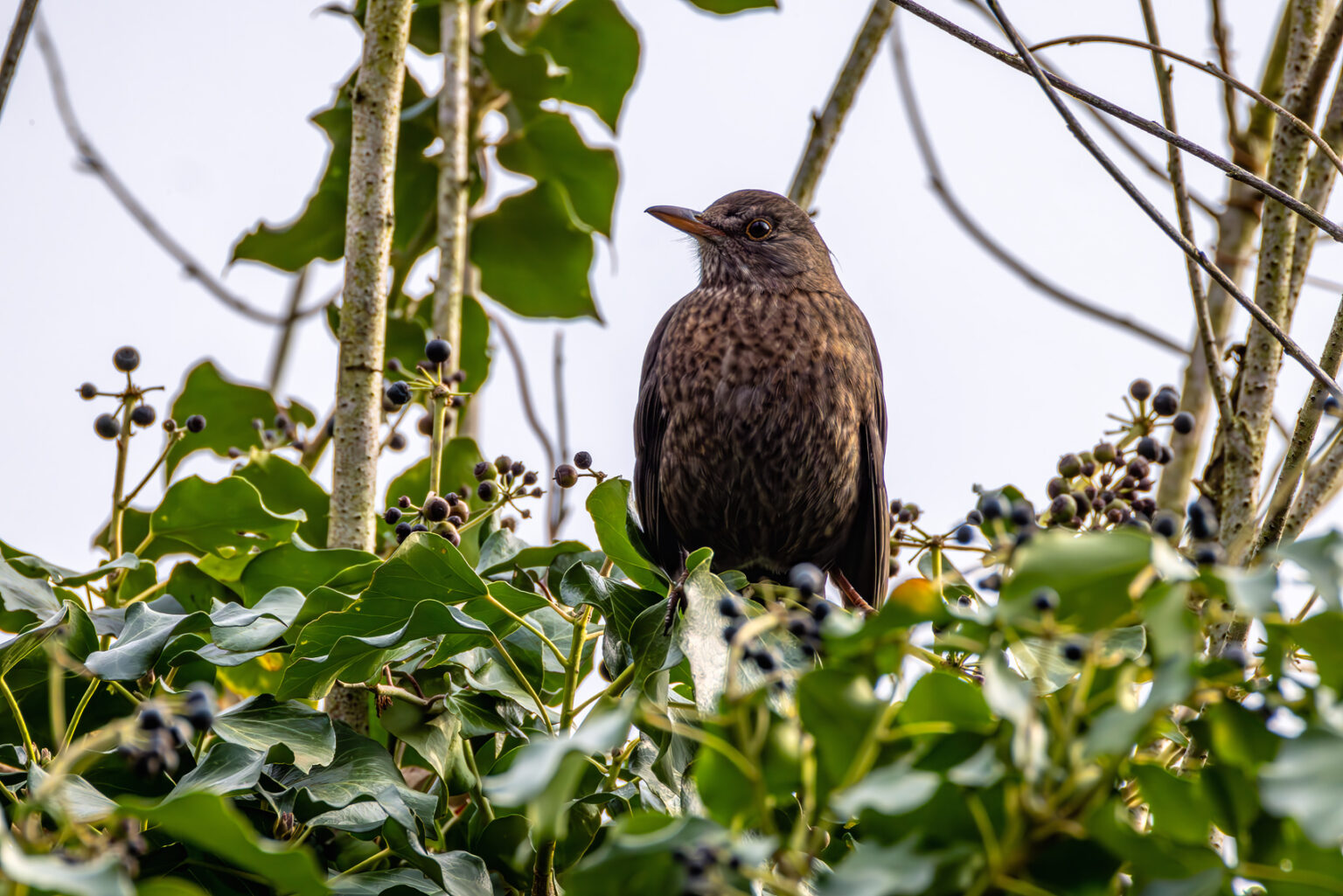 Amsel - weiblich