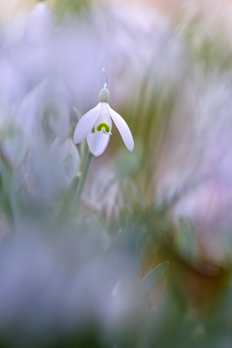 Schneeglöckchen