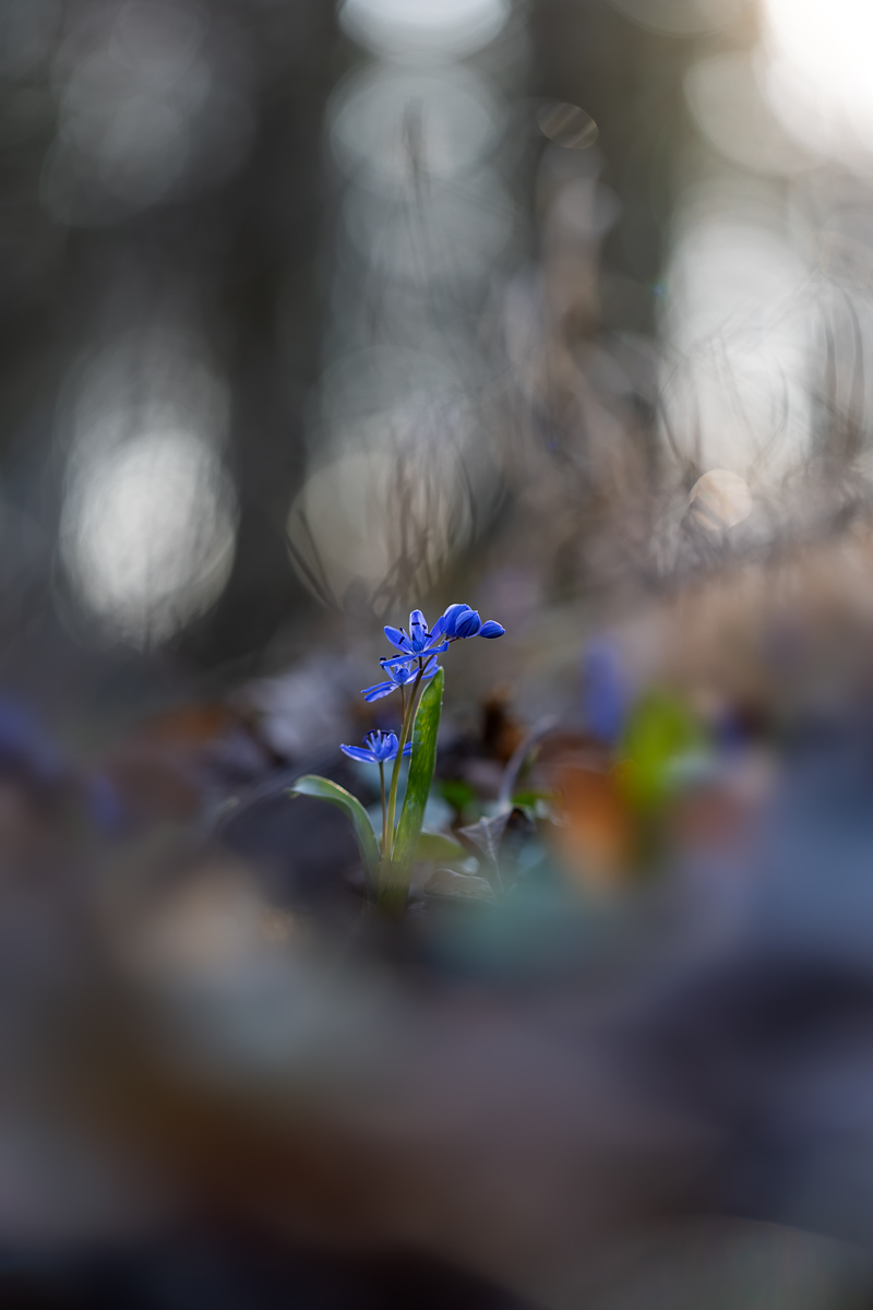 Zweiblättriger Blaustern