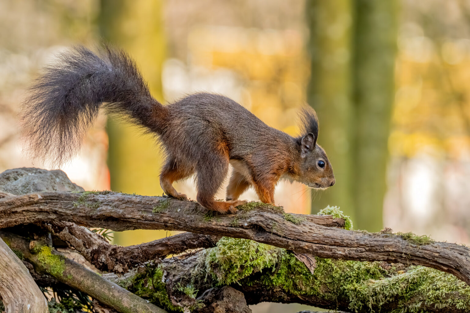 Eichhörnchen