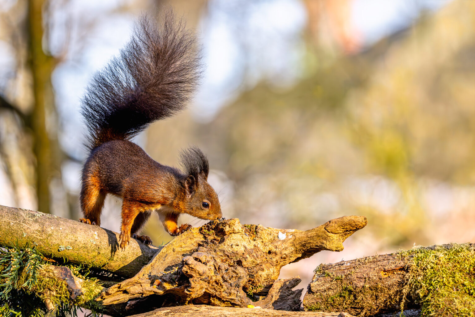 Eichhörnchen