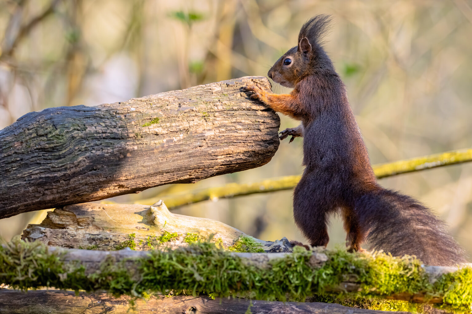 Eichhörnchen