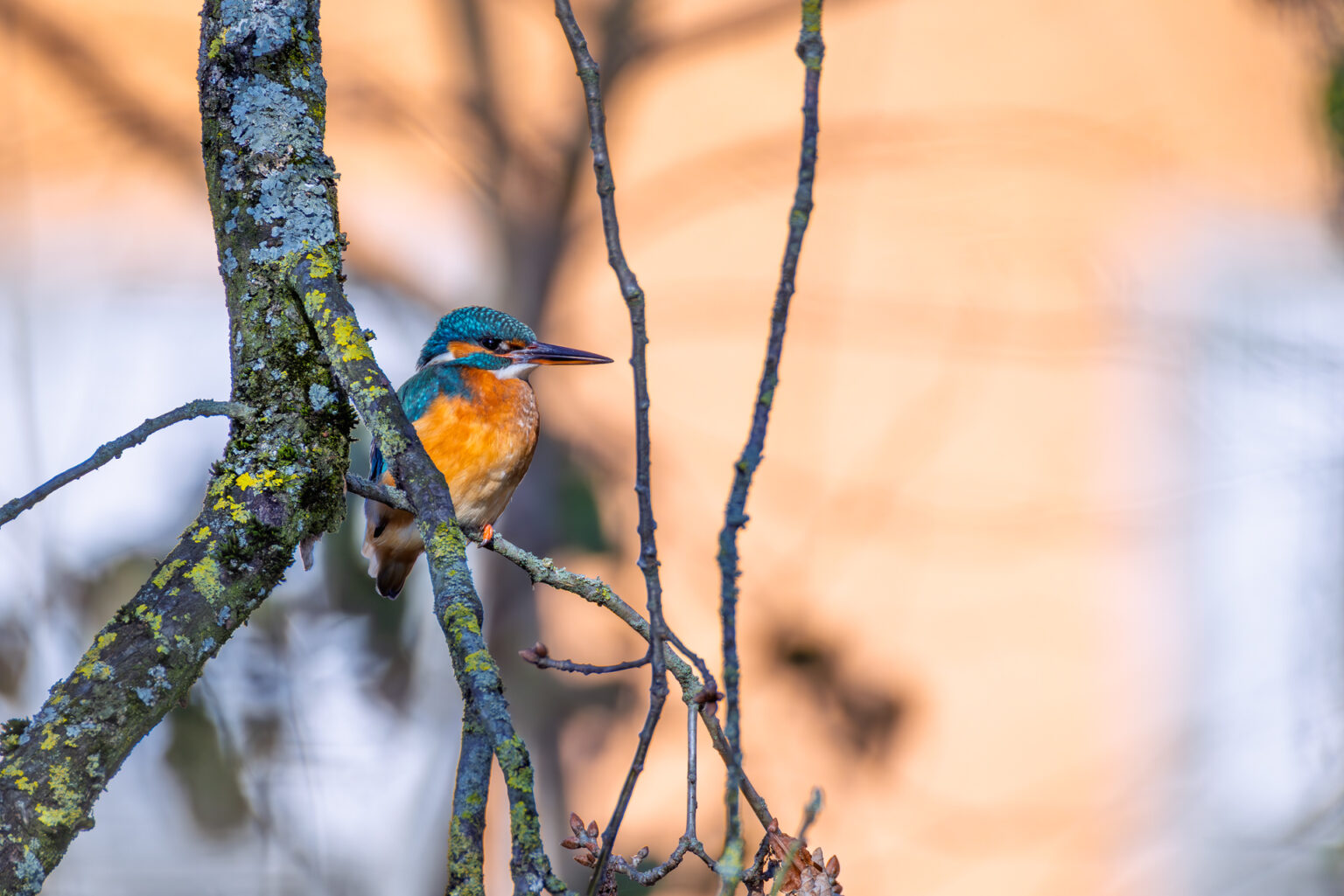 Frau Eisvogel